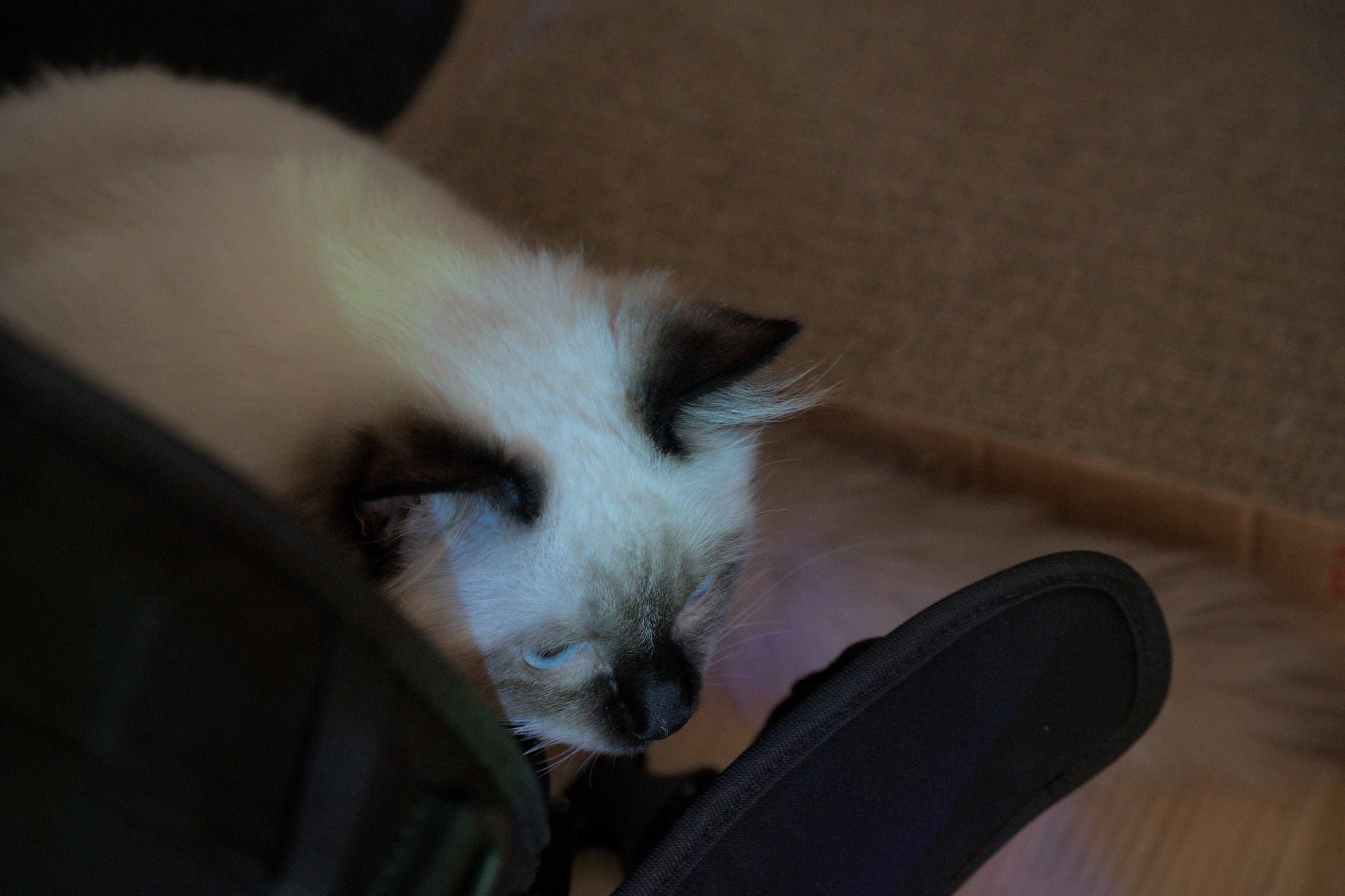 2025/10/12 - cats/DSC_0002.jpg